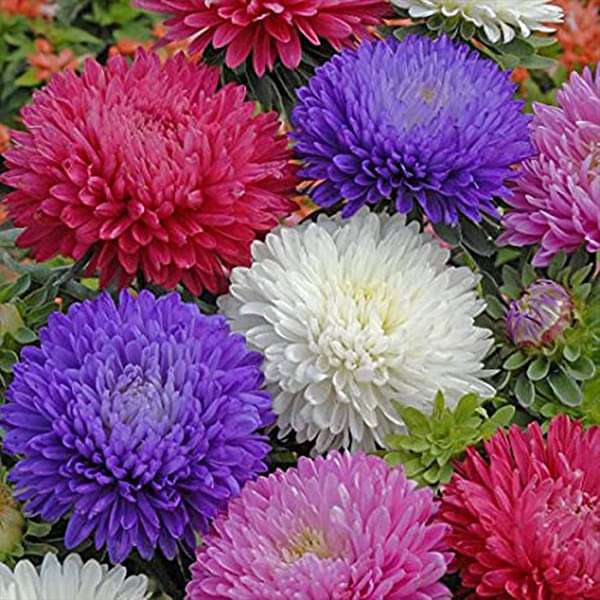 Aster Formula Mixed Colors Flower Seeds